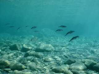 squid  underwater  calamari drifting and swimming underwater close and slow ocean scenery animal cephalopod