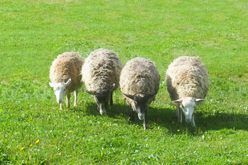 Obraz na płótnie Canvas Four sheep graze in a green meadow. Rural landscape. Pasture in the village
