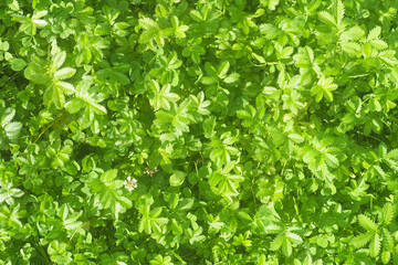 Lawn grass, silverweed or potentilla anserina, top view. Green grass texture for background. Natural grass carpet, sunlight - obrazy, fototapety, plakaty