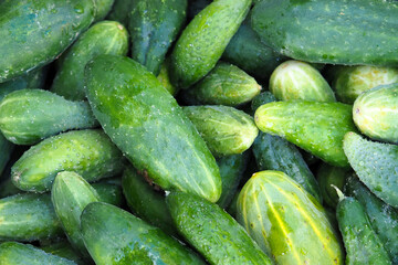 Many green natural organic cucumbers, top view. Cucumber harvest  on the market, food background