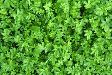 Natural green grass carpet texture. Lawn grass, silverweed or potentilla anserina after the rain, top view. Green grass texture for background - obrazy, fototapety, plakaty