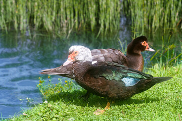 Two wild muscovy duck or Cairina moschata on the shore of a pond. Bragado or creole duck