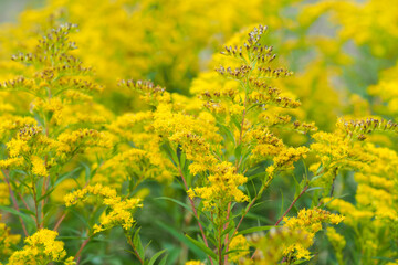 Yellow flowers Solidago canadensis or Canada goldenrod