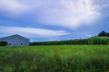 Fototapeta na wymiar Swirling purple clouds over the green cornfield with a gray metal warehouse and purple wildflowers