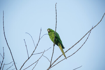The green maitaca in the tree with the blue sky in the beautiful summer landscape.
