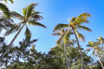 Obraz na płótnie Canvas ハワイの椰子の木