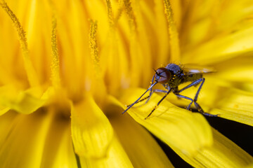 mosquito 