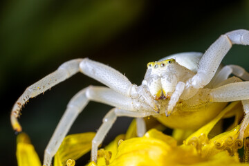 spider close up