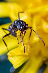 ant on flower