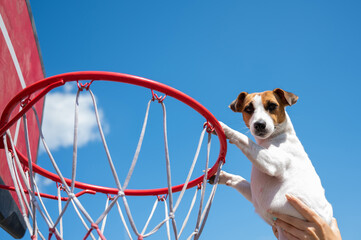 Bottom view of Jack Russell Terrier dog scoring a goal in a basketball basket against a blue sky...