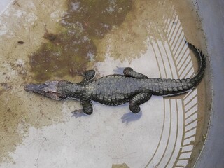 alligator in the everglades