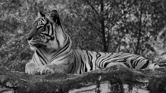Black and white viedo rest time of the tiger on the stone and yawning happy.