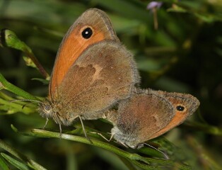 Fototapeta premium Coenonympha pamphilus butterfly mating.
