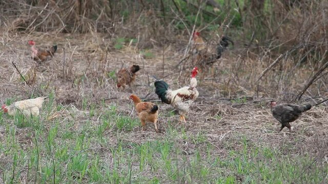 Galinhas e Galo soltos procurando comida