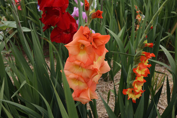 Beautiful gladiolus flowers in the garden
