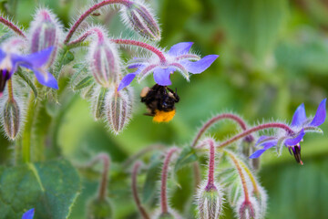 Selective focus shot of a bee sipping nectar from a starflower in the garden