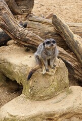 meerkat in zoo