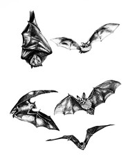 Collection sketch of bats. Hand drawing of flying bat, bat hanging upside down on white background. - obrazy, fototapety, plakaty