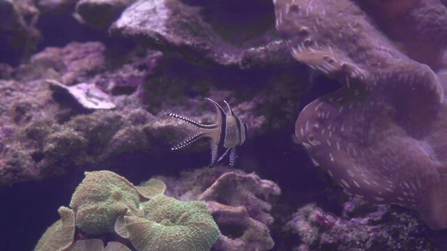 Exotic fish swims in pond, a turbinaria growing on rocky surface in the background, close up. Species from tropical marine waters in home or public aquarium.