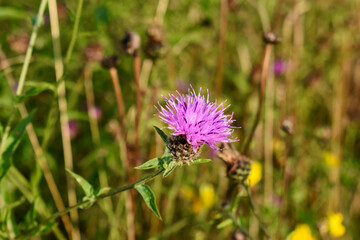Closeup of a lesser knapweed