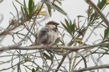 Fat Bird loking to the side