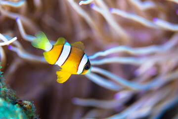 沖縄　クマノミ　イソギンチャク
