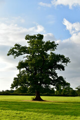 A lonely oak tree in the field, Coventry, England, UK