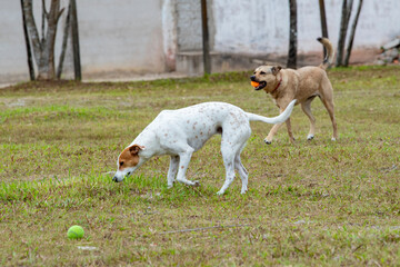 Imagens de cães felizes correndo e brincando na grama ao ar livre sem raça definida border collie 