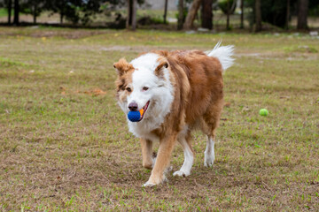 Imagens de cães felizes correndo e brincando na grama ao ar livre sem raça definida border collie 