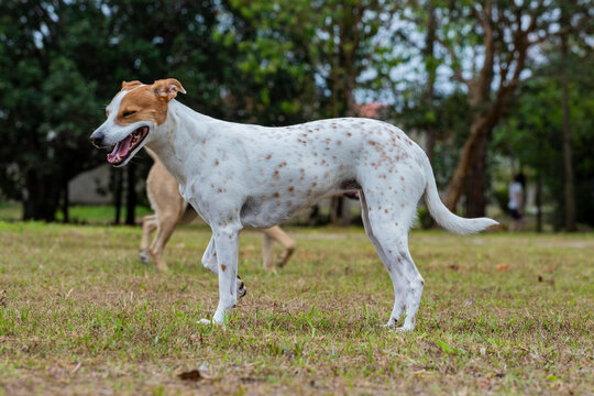 Imagens de cães felizes correndo e brincando na grama ao ar livre sem raça definida border collie 