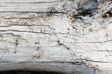 Sun bleached driftwood surface.