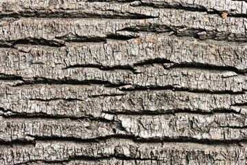 Driftwood bark textured background