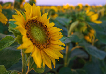 Sunflower in Profile 