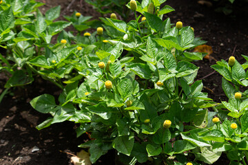 キバナオランダセンニチ 　学名：Acmella oleracea　別名：パラクレス　香辛料やサラダとなる、日本で撮影、秋