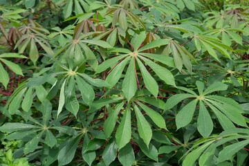 キャッサバ（学名：Manihot esculenta, 英語: cassava）,タピオカの原料のキャッサバ芋が取れる。日本で撮影、東京、夏	
