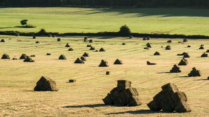 Stacks of hay drying in an open field. 