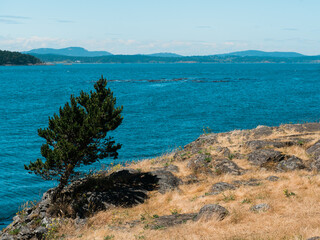 an evergreen tree grows out of the cliffs on the coastline in front of a blue pacific ocean © Kenton Waltz 