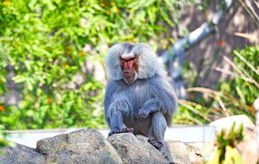 Baboon sitting on a rock