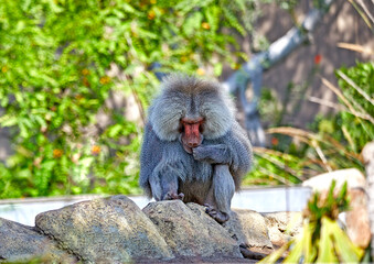 Baboon sitting on a rock
