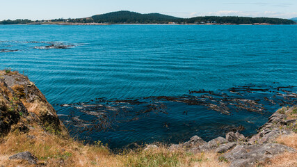 A kelp forest grows near the rocky coastline of a island in the ocean.