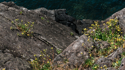 Fototapeta na wymiar small yellow flowered plants grow out of cracks in lichen covered rocks and boulders.