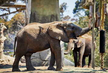 Fototapeta premium Elephant eating from a Hay Net