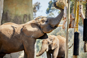 Elephant eating from a Hay Net