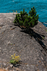 An evergreen tree grows out of a giant rock on the coastline of an island in the sea.
