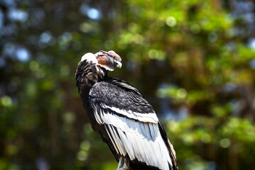 Male Andean Condor
