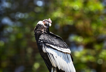 Male Andean Condor