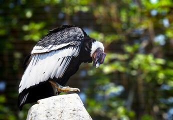 Male Andean Condor