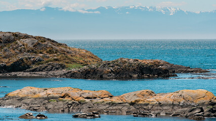 Seals and sea lions sunbathing on lichen covered rocky islands in the blue ocean.