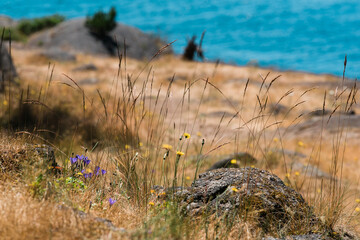 wildflowers and grasses grow on a rocky island in the ocean.