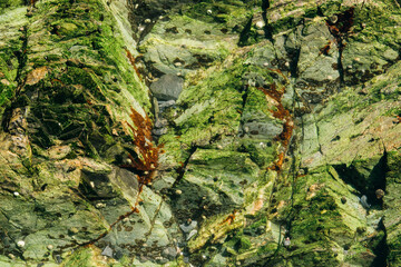 green moss on the rocks of the pacific coastline